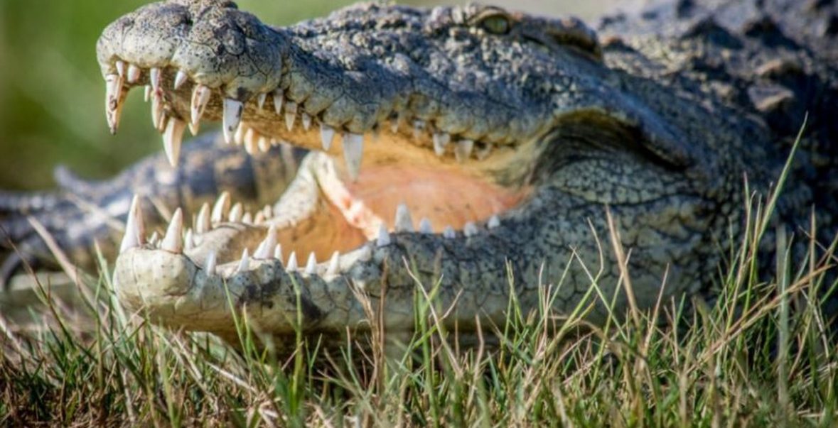 Mbetje krokodili 17 milionë vjeçare gjenden në Poloni 