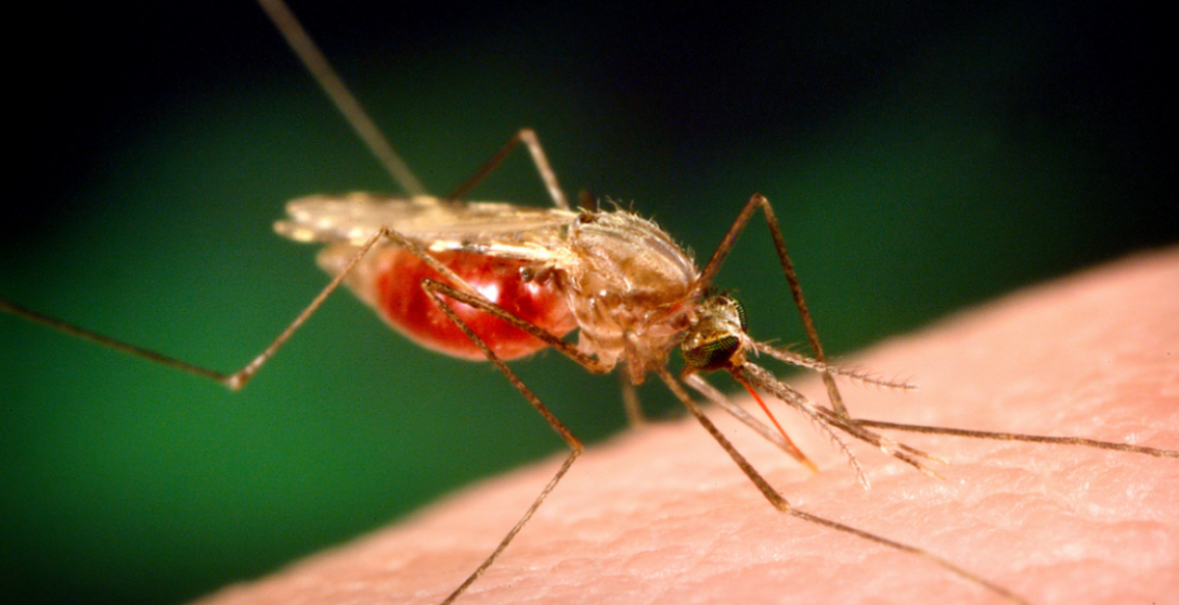 Pse disa njerëz janë ‘magnet’ për mushkonjat, dhe disa të tjerë jo? 