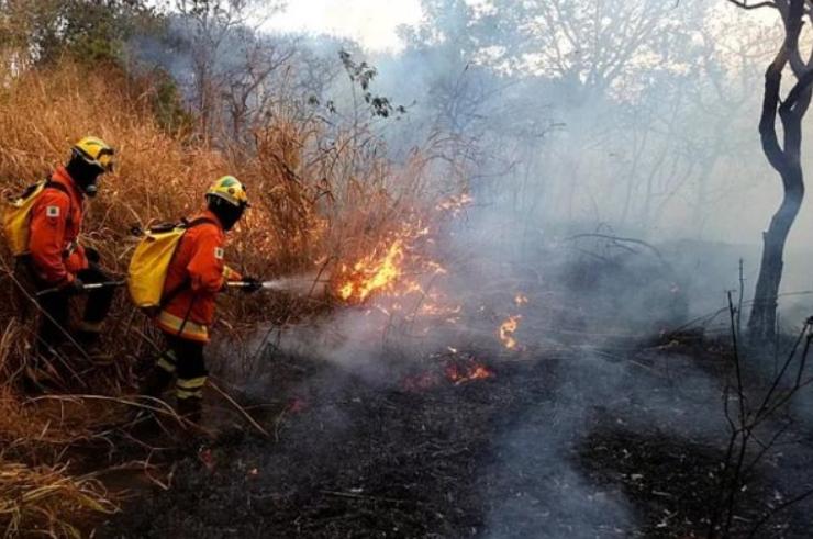 Zjarret e shkaktuara nga ndryshimet klimatike, bota humbi një sasi rekord pyjesh në vitin 2024