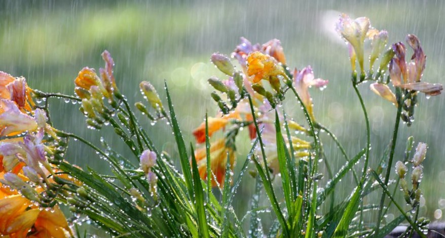 Java nis me reshje shiu dhe shtrëngata! Parashikimi i motit për ditën e hënë, ja sa do të shkojnë temperaturat minimale