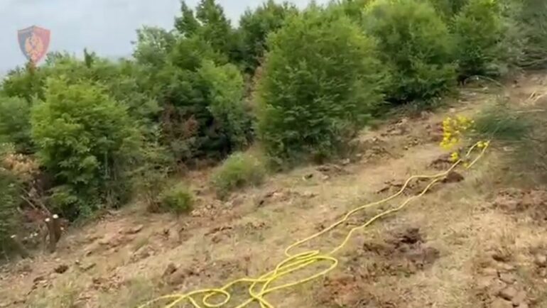 Zbulohet dhe asgjësohet një plantacion me 1000 fidanë kanabis, në pranga 63-vjeçari