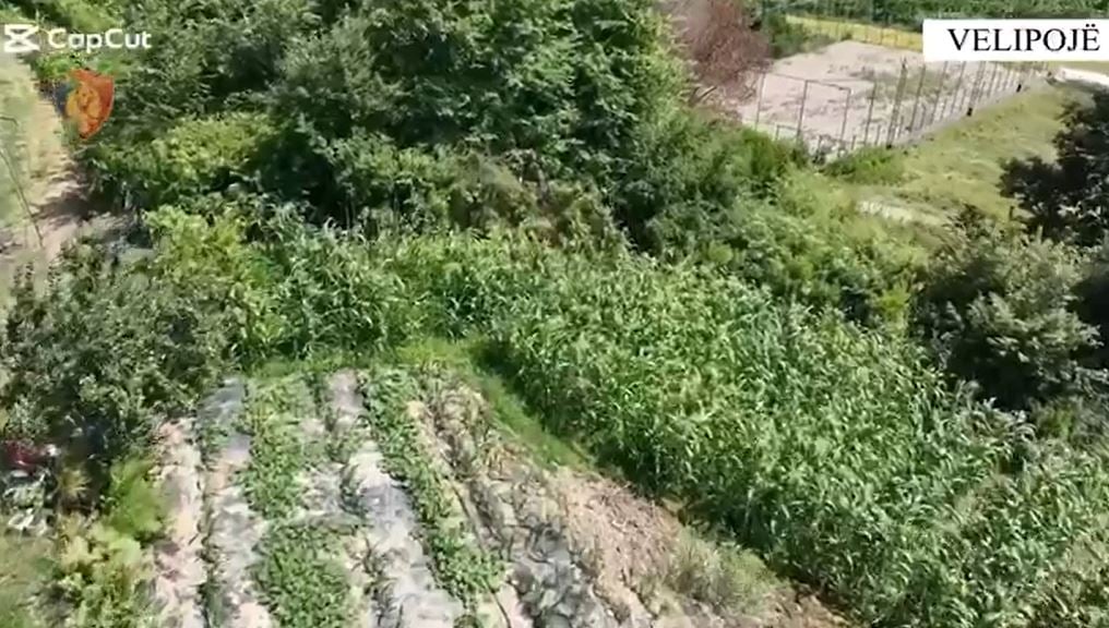 Velipoja ‘pushtohet’ nga kanabisi, policia i asgjëson bimët 34-vjeçarit