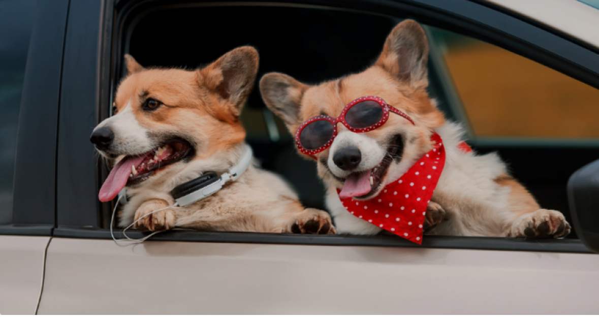 Kujdes në vapë: Këshilla për pushime të sigurta me qentë dhe macet tuaja 