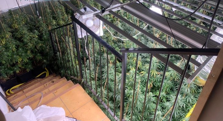 Spanjë/ Kapen me plantacion marijuhane, arrestohen dy të rinjtë shqiptarë