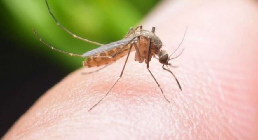 Çfarë i ndodh trupit kur ju pickon mushkonja dhe mënyrat si t’i mbani larg