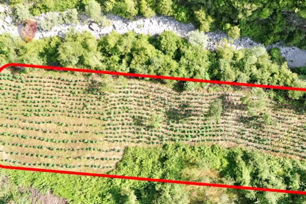 Mbi 12,000 rrënjë kanabis të asgjësuara në qarkun Shkodër, nis hetimi për tre zyrtarë vendorë