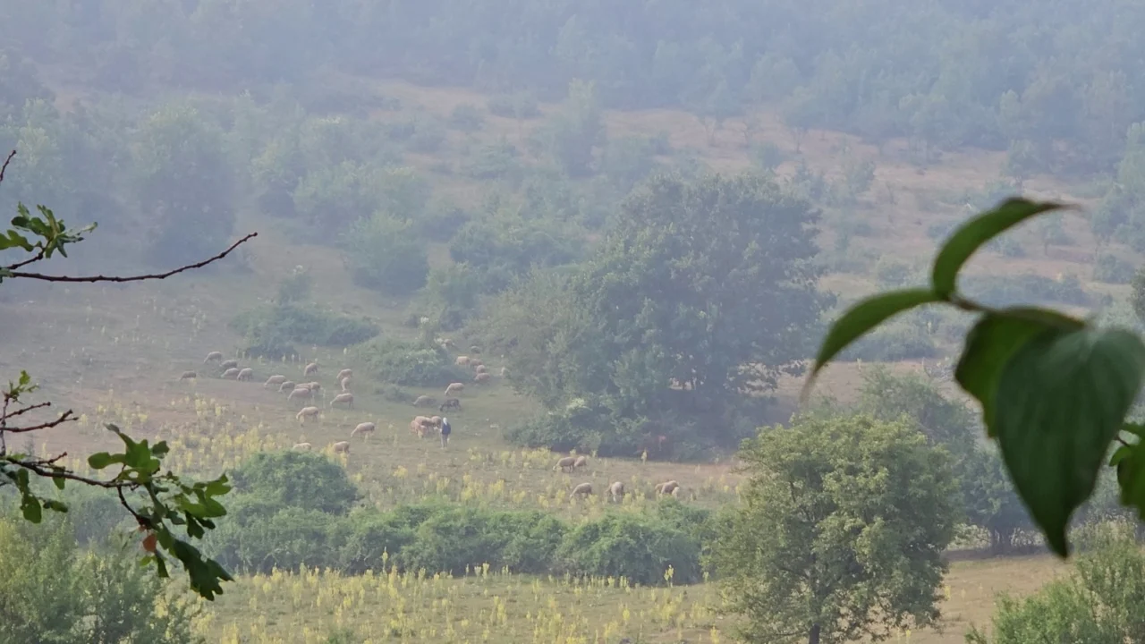 Murtaja te bagëtitë nuk kursen ekonomikisht as Kukësin, tregjet nuk shesin më bagëti të imta