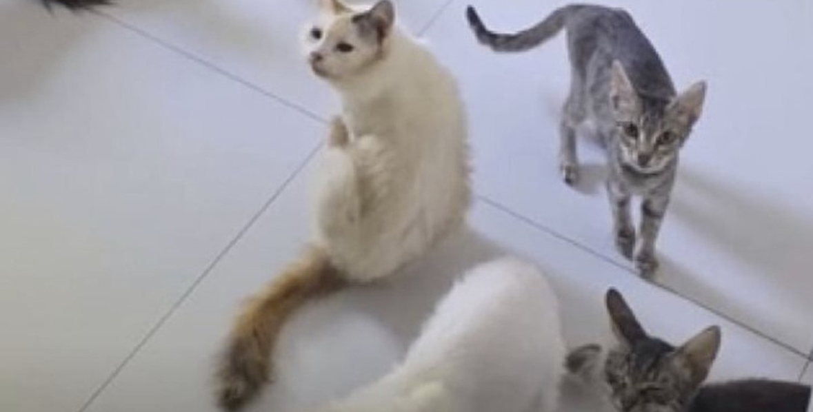 Gjyqi i rrallë në Tiranë, e moshuara 82-vjeçare gjobitet sepse ushqen macet e rrugës 