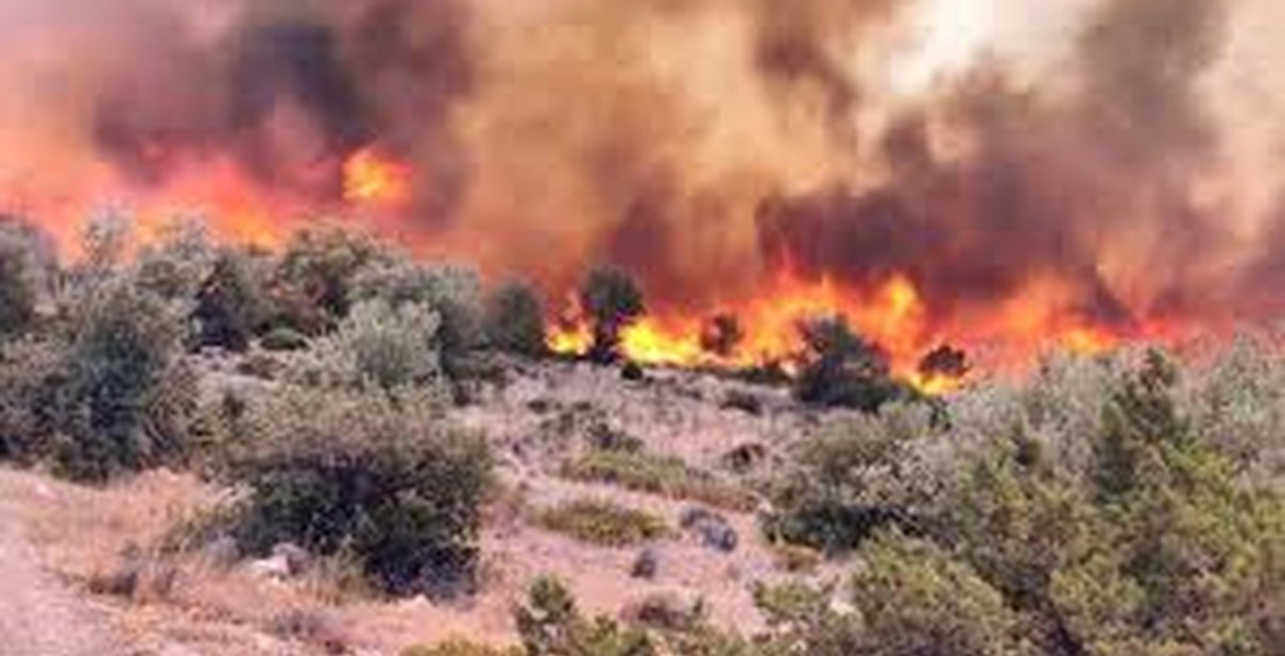EMRAT/ I vunë zjarrin dhe dogjën 450 metër katrorë bimë e pemë frutore në Finiq, policia arreston në flagrancë 2 persona 