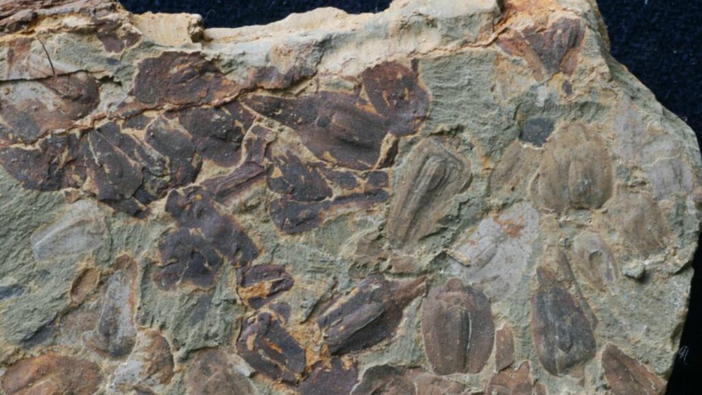 Shkencëtarët zbulojnë arsyen që solli nxehtësinë vdekjeprurëse në Tokë