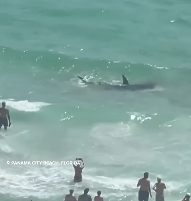 VIDEO/ &#8220;Betejë&#8221; peshkaqenësh në brigjet e Floridas, ja pamjet e kapura nga pushuesit
