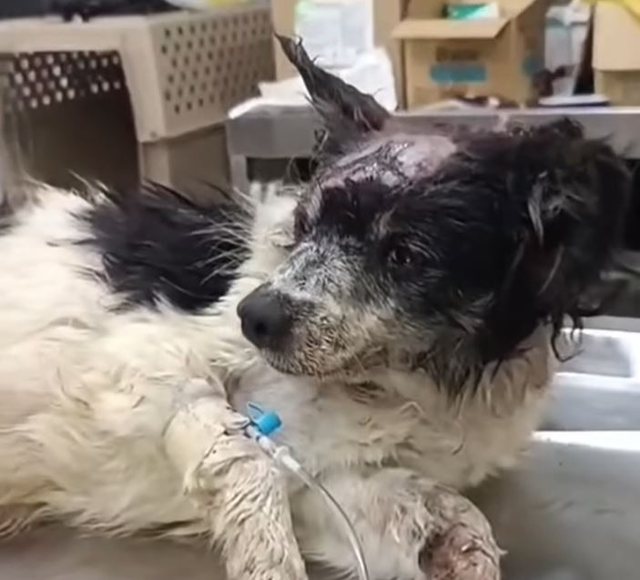 Dyshohet se sulmoi pulat, qeni dhunohet brutalisht në Shkodër, gjendet pranë koshit të mbeturinave i futur në qese