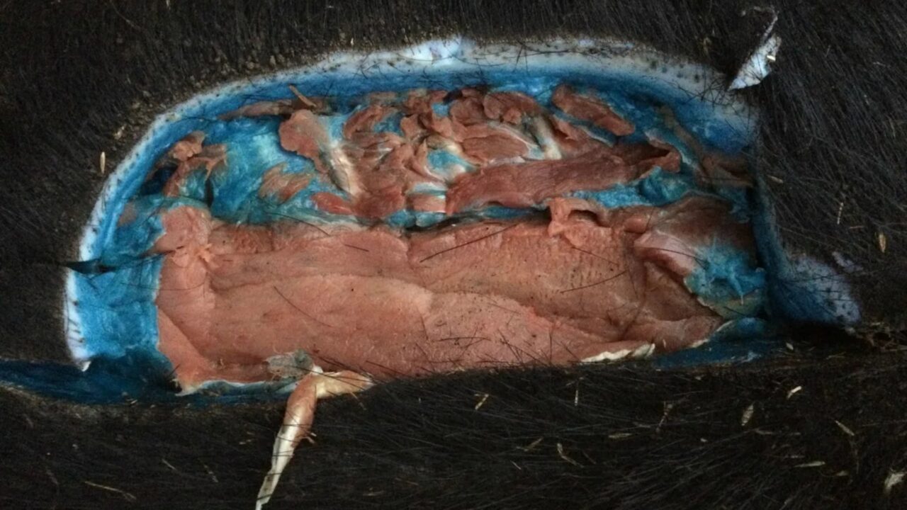 Derra me mish blu, autoritetet: Mos e konsumoni!