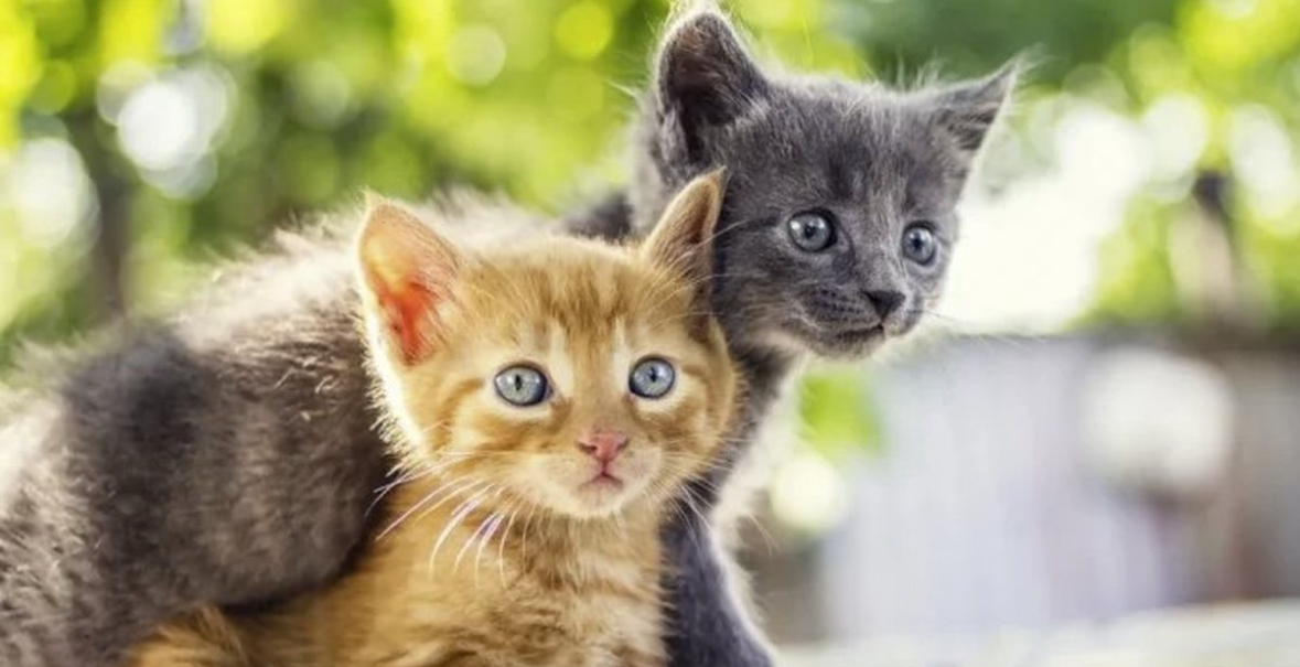 Burgosen adoleshentët që torturuan dy kotele deri në vrasjen e tyre 