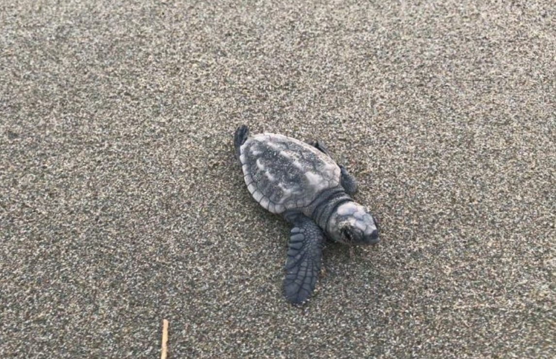 Fenomen i rrallë në Vlorë, 2 raste folezimi të breshkës detare Caretta caretta