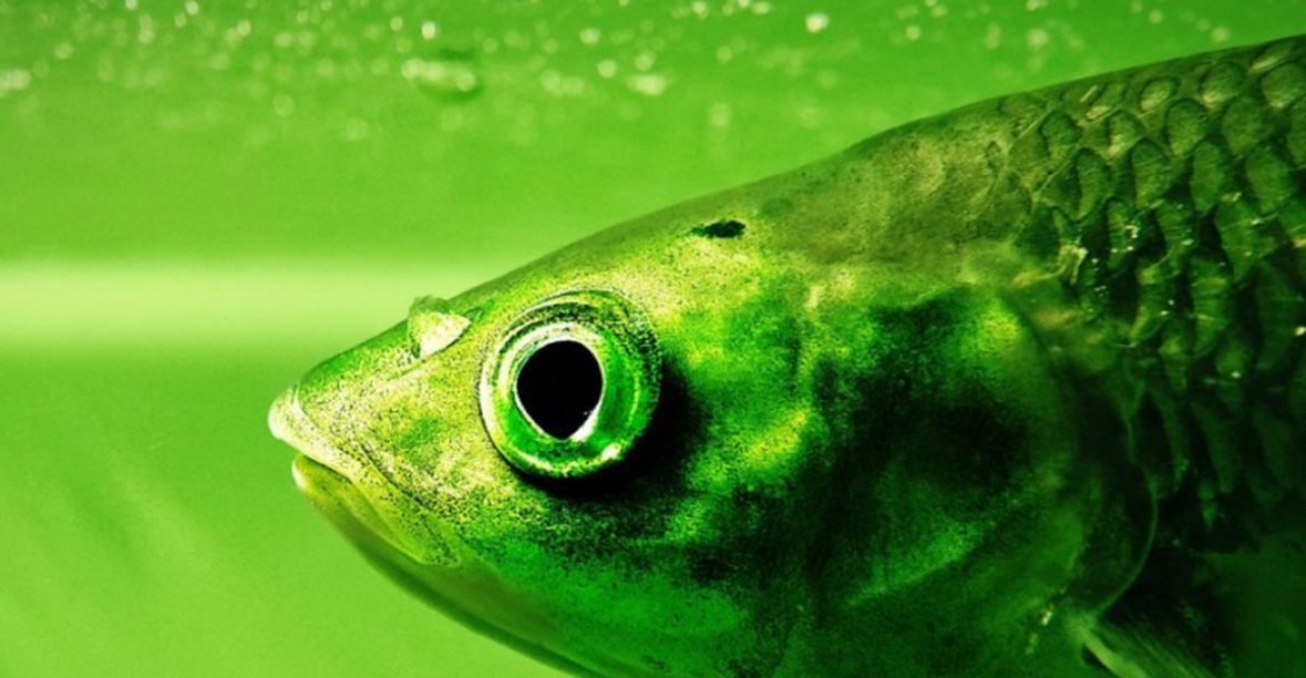 Shkencëtarët bëjnë një gabim dhe krijojnë pa dashje një lloj të ri peshku 