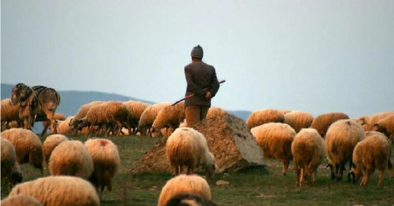 Rrufeja vret bariun, ngordhin dhe 20 krerë bagëti të imëta