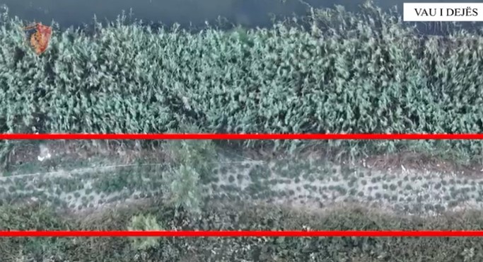 Kultivuan 351 bimë narkotike në parcelat e fshatit, në pranga dy persona