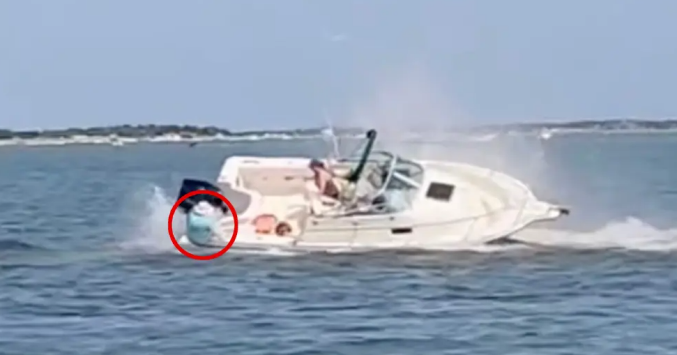 Momenti kur një balenë hedh një grua nga një varkë në ujë (VIDEO)