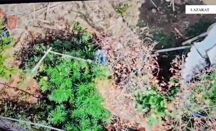 Kapet sërish drogë në Lazarat! Sekuestrohen 1.4 kg kanabis, arrestohet një person