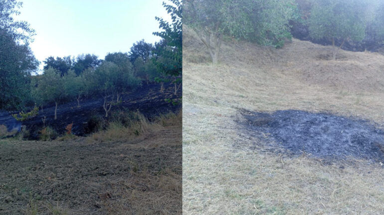 Dogji një sipërfaqe toke dhe disa pemë ulliri, identifikohet autori dhe procedohet penalisht