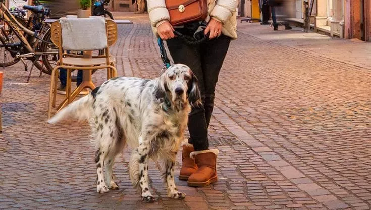 Në qytetin italian do të ketë taksë për qentë dhe gjoba deri në 600 euro për shkelësit!