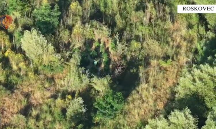 Zbulohen dy parcela me kanabis, arrestohen dy persona