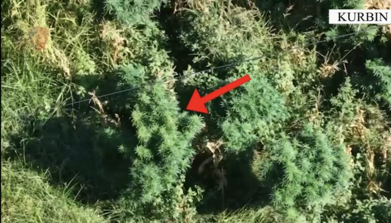 Kultivuan bimë narkotike, arrestohen dy shtetas në Kurbin, shpallet në kërkim një tjetër