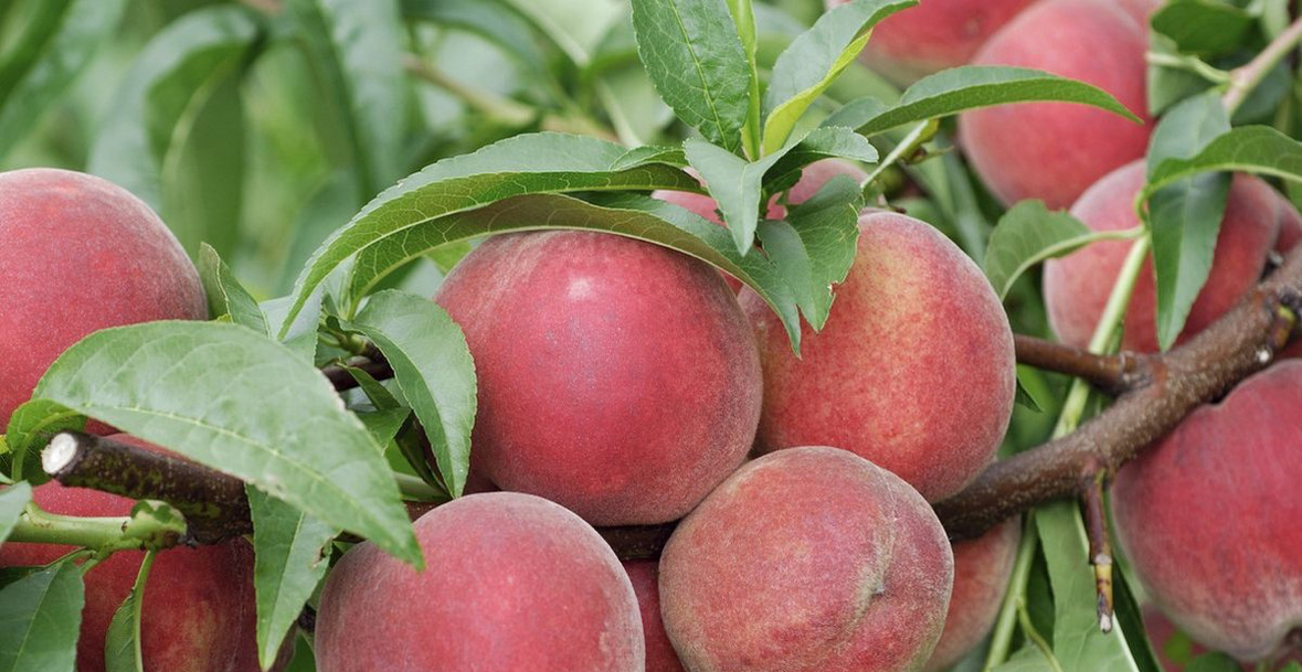 &#8220;Kanë përmbajtje të lartë nikeli&#8221;, Kroacia bllokon ngarkesën me pjeshka nga Shqipëria 