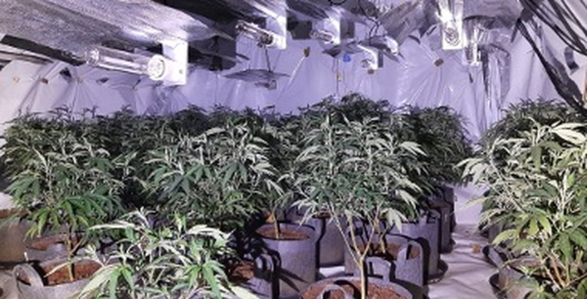 Angli/ Zbulohen disa ferma kanabisi, përfundon në pranga një shqiptar. Zbulohen kokainë dhe dhjetëra mijëra paund 