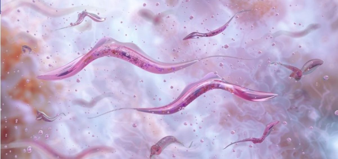 Raporti alarmues: Sëmundja Chagas rrezikon të bëhet endemike në SHBA 