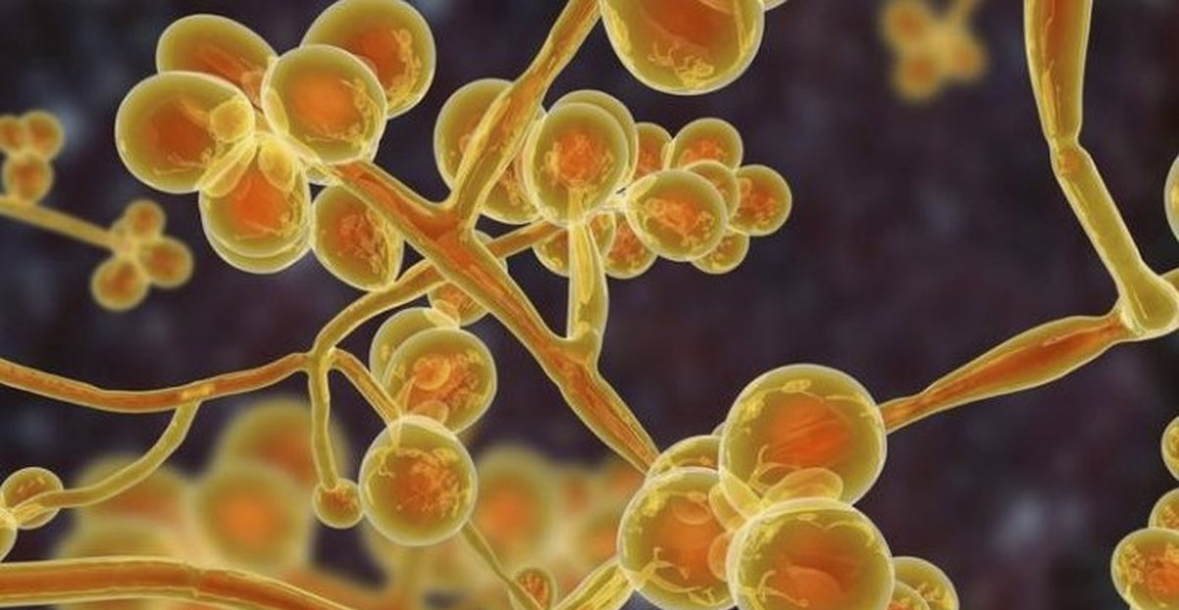Rritet rreziku i kërpudhave rezistente ndaj ilaçeve në spitalet evropiane 