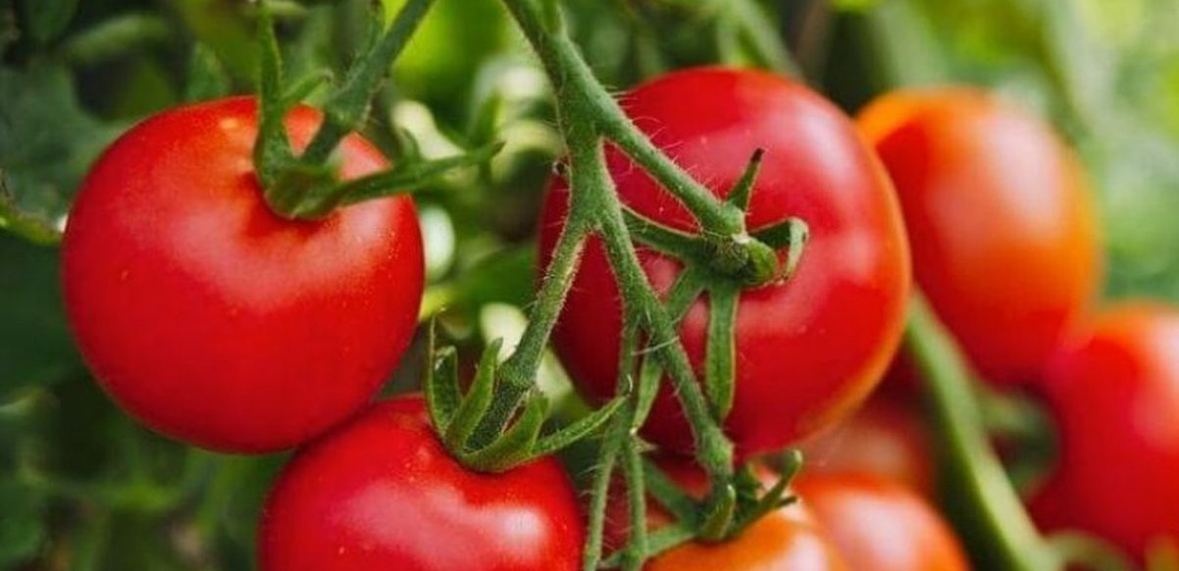 Domatet me pesticide/ Lihet në burg eksportuesi i perimeve, lirohen dy inspektorët e AKU-së 