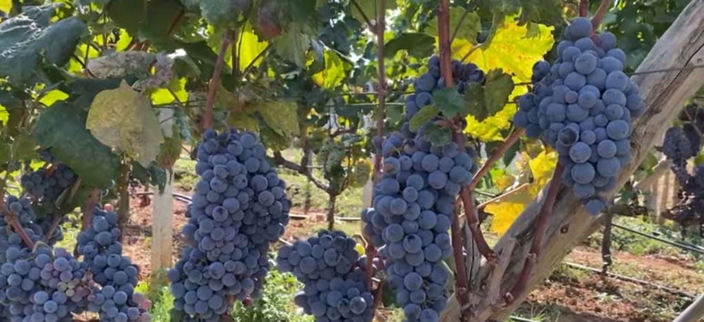 Rrushi nuk ka treg/ Vreshtat plot në Mirditë, fermerët i bëjnë thirrje shtetit që t’i mbështesë