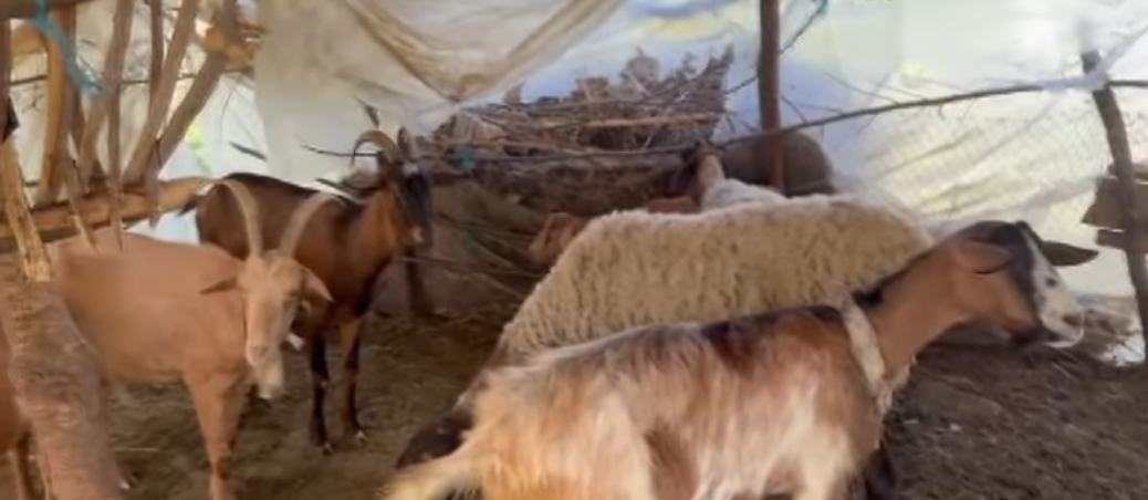 Ujku bën kërdinë në Lushnjë/ Hyn në kope dhe vret më shumë se 40 krerë