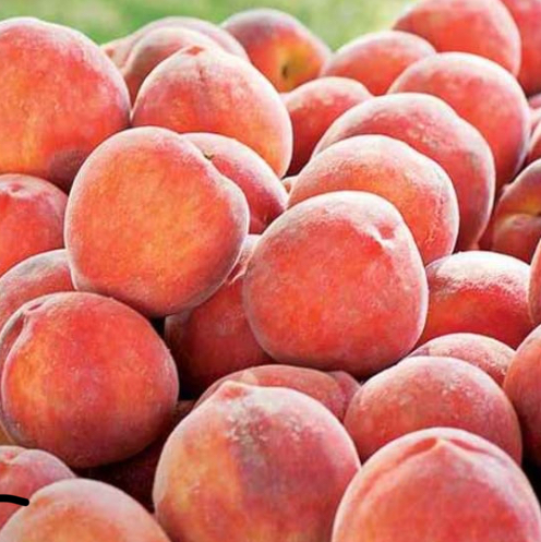 Fruta me pesticide, tonelata në treg/ U futën nga jashtë 18 tonë pjeshkë dhe rrush të ndaluara nga BE, asgjësohen vetëm 28 kg