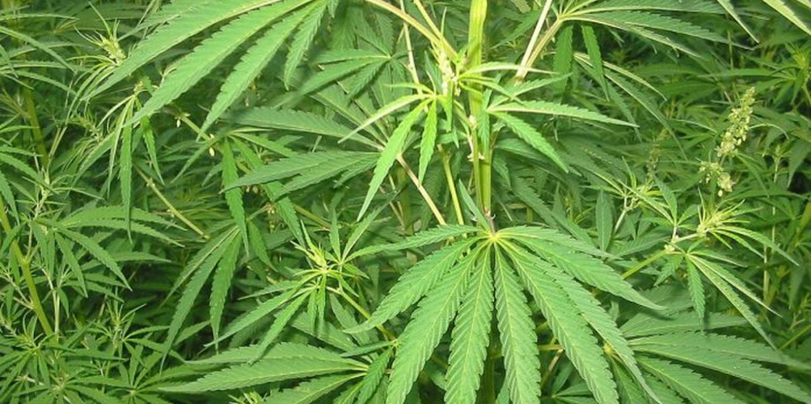 A e dinit se kanabisi redukton dhimbjet kronike të shpinës? 