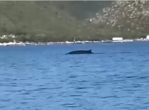 Shfaqet balena në gjirin e Vlorës (VIDEO)