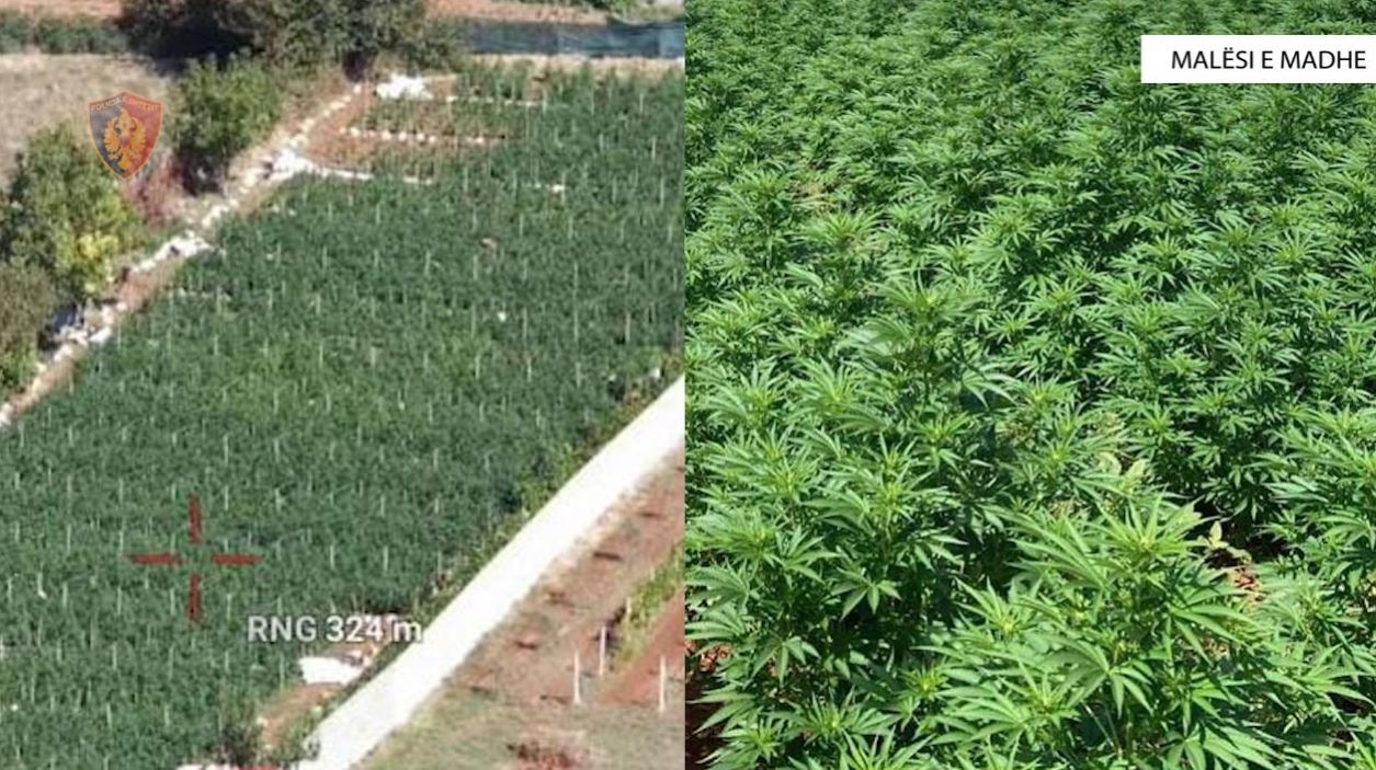 EMRAT/ Një familje e tërë në kultivimin e plantacionit me mbi 5 mijë rrënjë hashashi, 2 të arrestuar