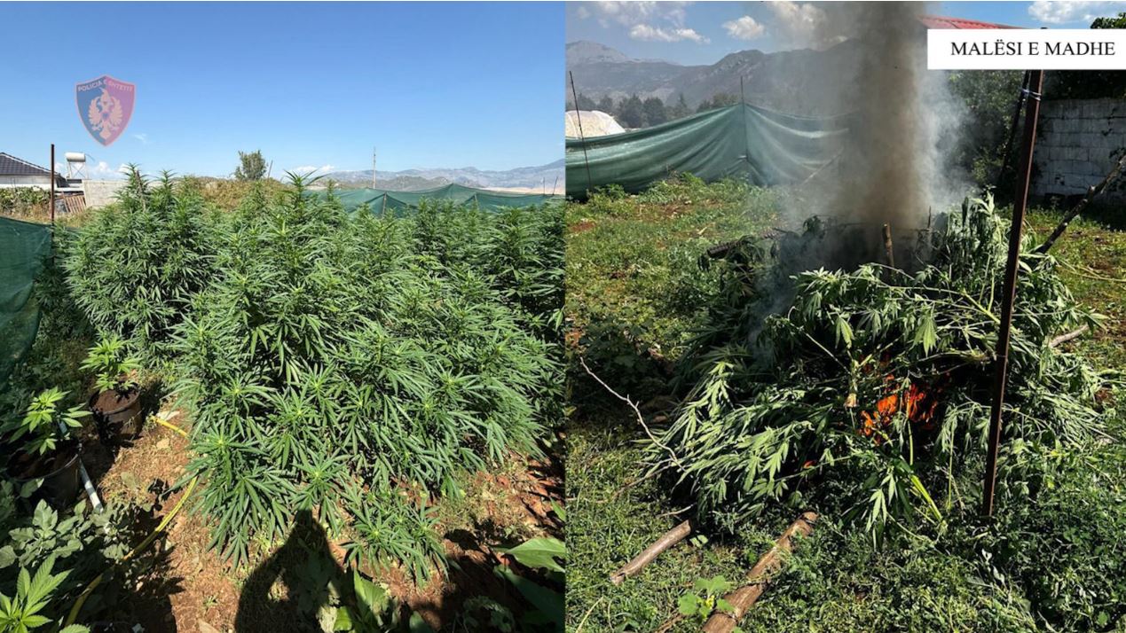 Po kujdesej për parcelën me 137 bimë hashashi, prangoset në flagrancë 54-vjeçari