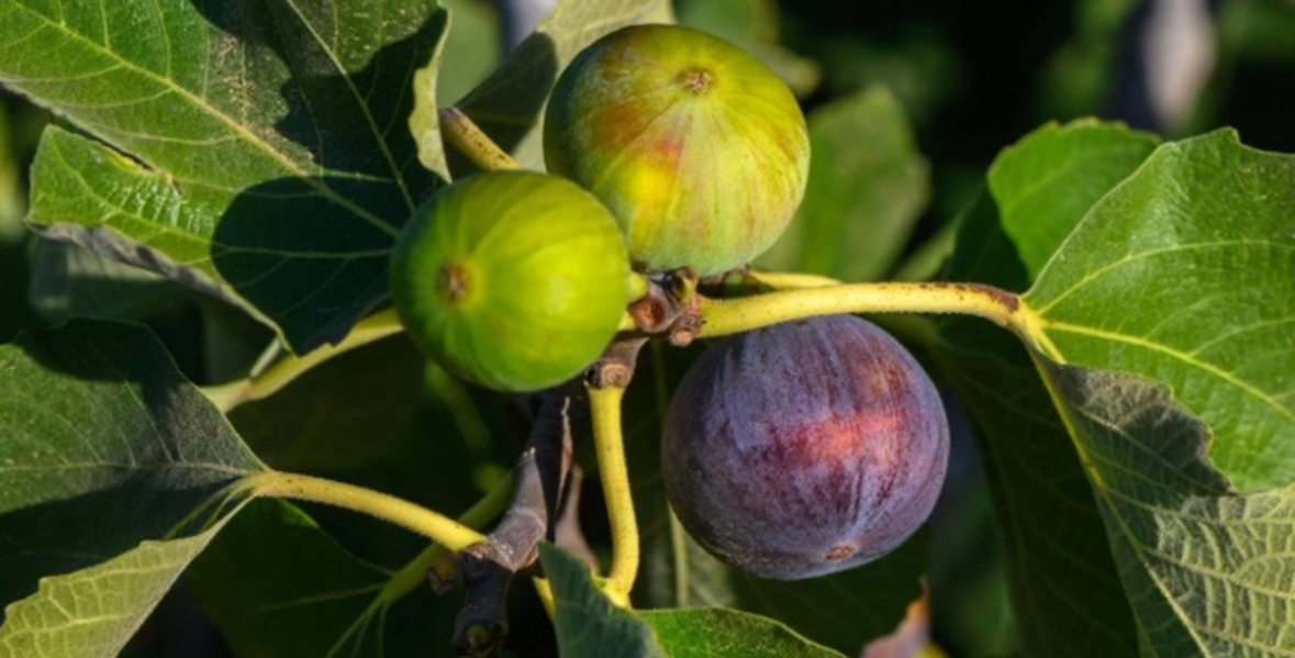 Si të përdorni gjethet e fikut si shurup 