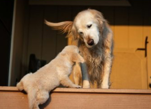 Një shumë rekord taksash për qentë në Gjermani 
