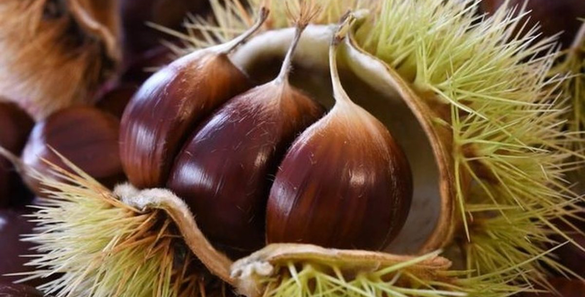 &#8216;Luftoni&#8217; aneminë dhe lodhjen me gështenja, të gjitha vetitë dhe përfitimet e frutit të vjeshtës 