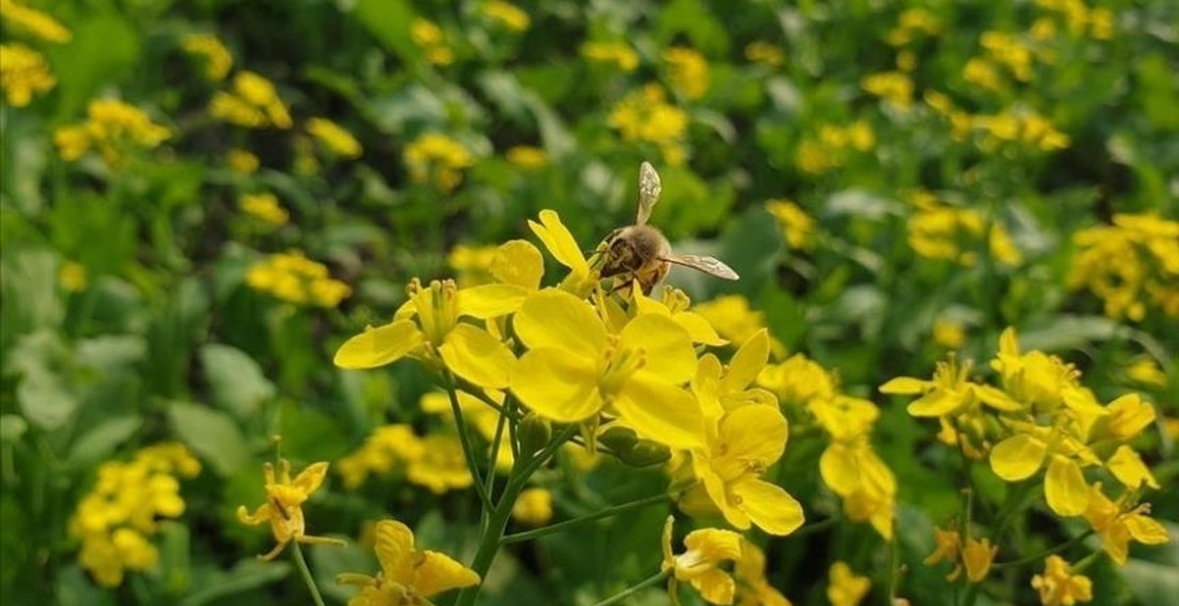 Bletët e egra dhe fluturat e Evropës po përballen me një krizë “të rëndë” të zhdukjes 