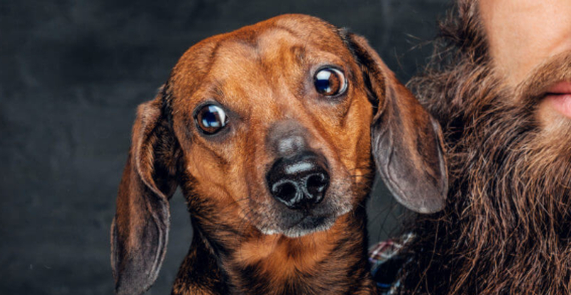 Mjekrat e burrave kanë më shumë baktere më shumë se trupi i qenve 