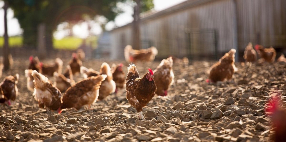 Alarm në Europë nga Gripi i shpendëve, mijëra pula do të&#8230; 