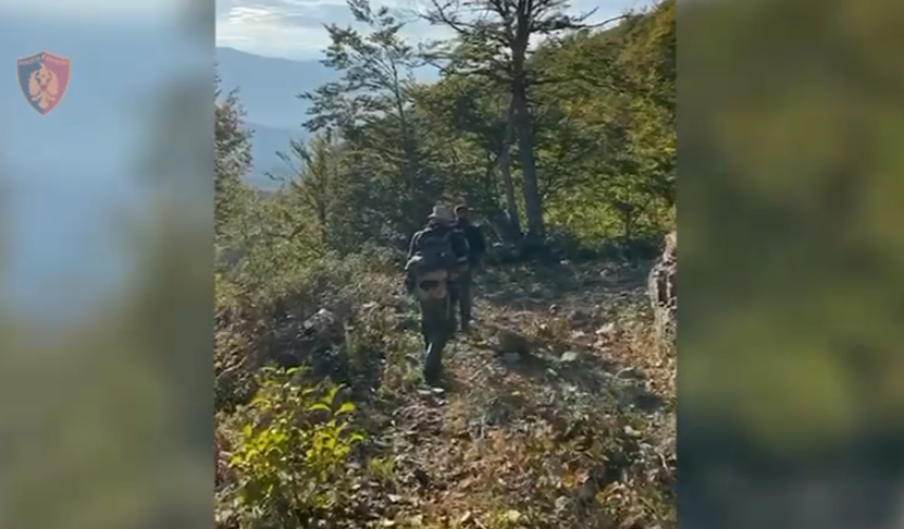 Zbulohen mbi 4 mijë bimë narkotike në Shkodër, procedohen penalisht 5 kryetarë fshatrash