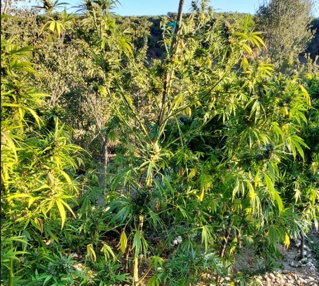 VIDEO/ Operacion në kufirin shqiptaro-grek, zbulohet plantacioni me 1650 rrënjë hashashi në pyjet e Janinës