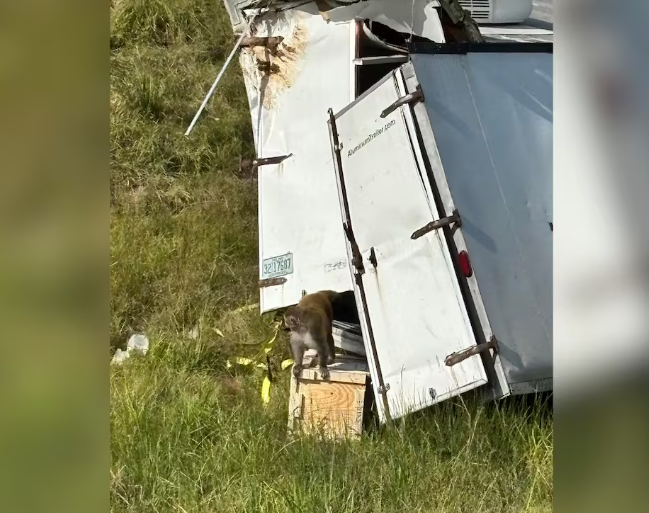 Arratisja e majmunëve nga një kamion që u përfshi në aksident rrugor alarmon autoritetet