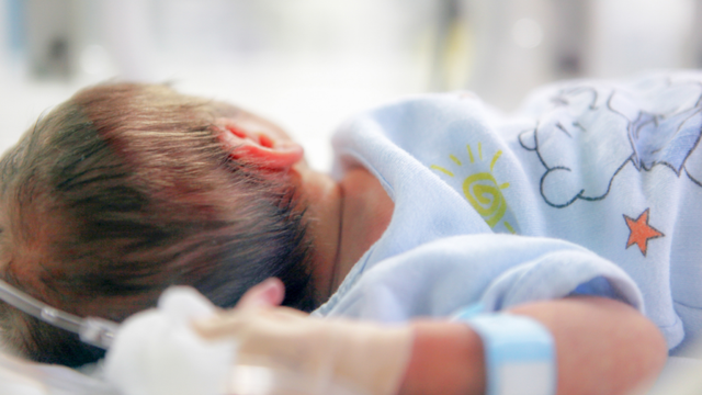 Tkurrja e lindjeve përhapet në gjithë vendin, rënie vjetore 4.6 %